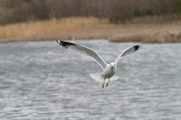flying birds