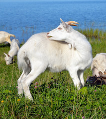 Fototapeta premium Homemade goats on grass background.