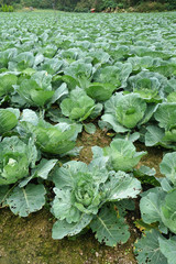 Rows of grown cabbages in Cameron Highland