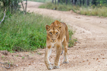 Lion walking towards the camera.