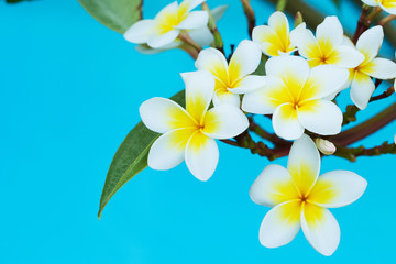 plumeria flowers