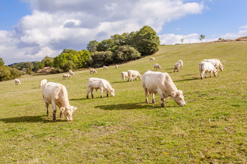 Obraz premium troupeau de vaches dans le centre de la France