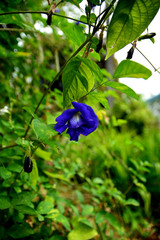 Flowers and plants.