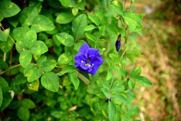 Flowers and plants.