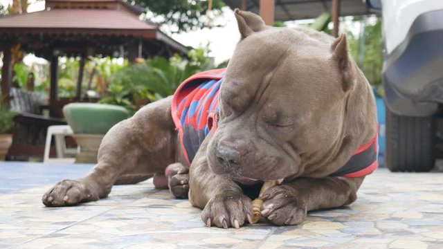 Pitbull dog,wearing cloth, chewing leather bone or rawhide