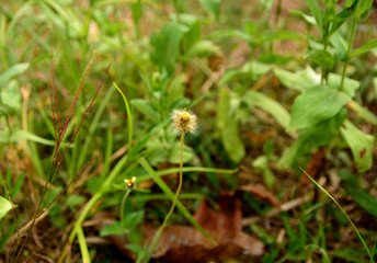 Flowers and plants.