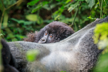 Baby Mountain gorilla hiding behind a Silverback.