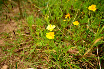 Flowers and plants.