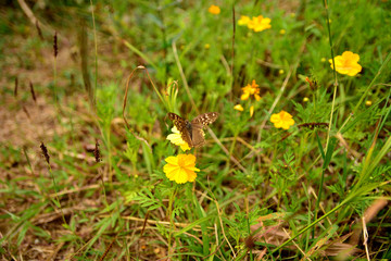 Flowers and plants.