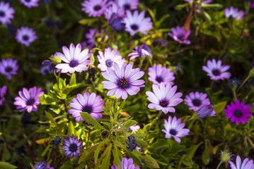 Fototapeta premium Purple flowers