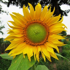 В саду расцвёл подсолнух.......
