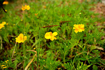 Flowers and plants.