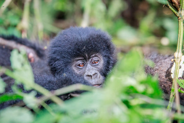 Close up of a baby Mountain gorilla.