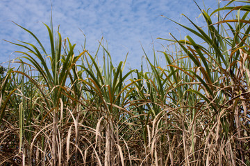 Sugar cane plantations in the green garden