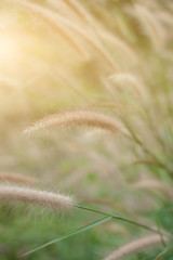 Obraz premium Grass flower on the meadow at sunlight nature background spring