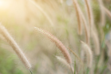 Grass flower on the meadow at sunlight nature background spring