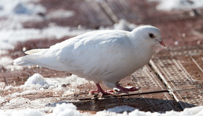 white dove in nature in winter