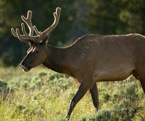 Wyoming Elk