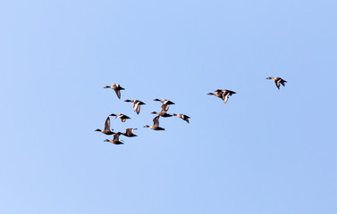 flock of birds in the sky