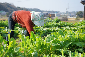 Asian senior cultivating vegetables with smile