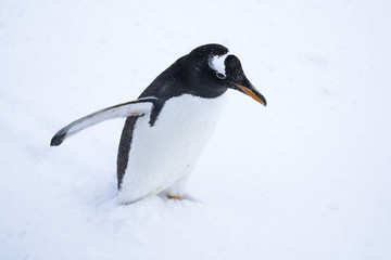 Gentoo penguin