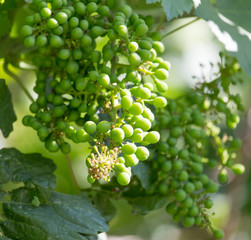 Young bunch of grapes in nature