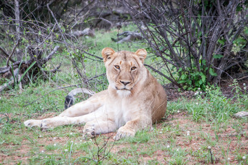 Lioness laying in the grass.