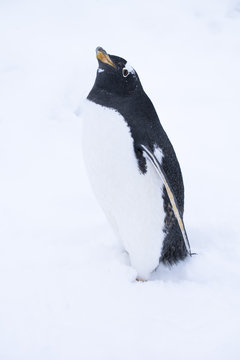 Gentoo penguin
