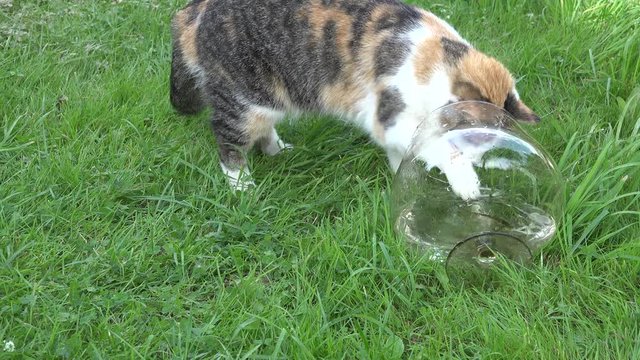 cat catching fish from upset glass aquarium and eat alive food. 4K 