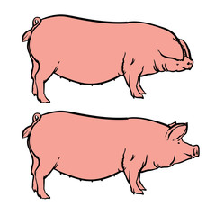 Pig isolated on white background, Drawing Vector illustration.