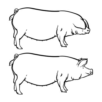 Pig isolated on white background, Drawing Vector illustration outline.
