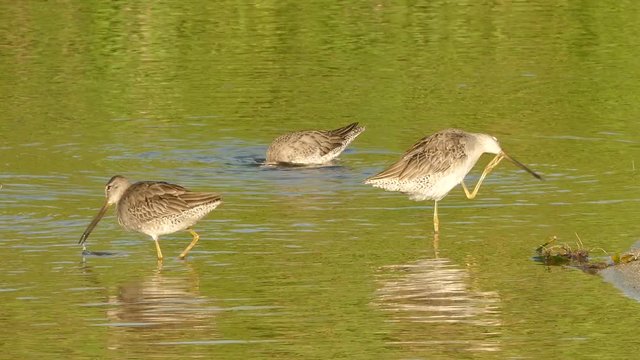 This video is about long nose shore birds