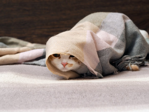 Funny cat wrapped in plaid lies on the bed