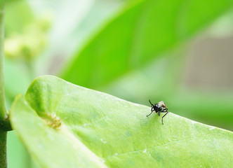 Insect