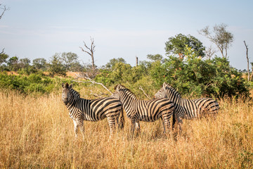 Fototapeta na wymiar Three Zebras standing in the grass.