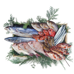 鮮魚集合
