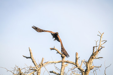Flying Yellow-billed kite.