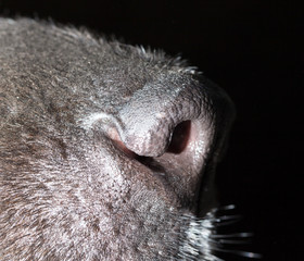 Obraz premium beautiful black dog's nose. macro