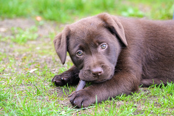 Puppy labrador chocolate, which nibbles a piece of wood