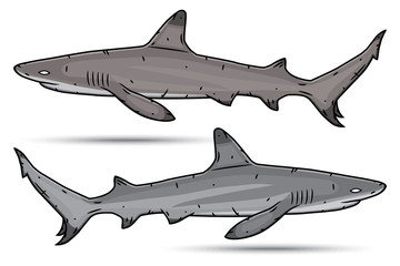 Two cartoon sharks isolated on white background.
