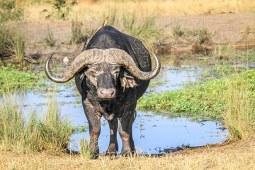 Obraz premium African buffalo starring at the camera.