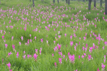 Beautiful  Siam Tulip Fields