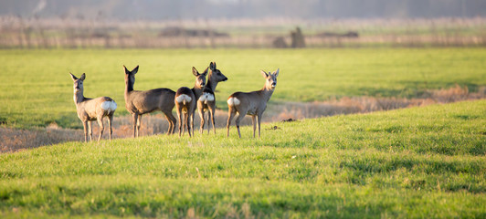 Herten staan op een weide in de winter op een zonnige dag