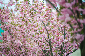 Spring blossoms