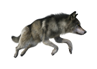 3D Rendering Gray Wolf on White
