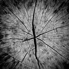 cracked wood texture