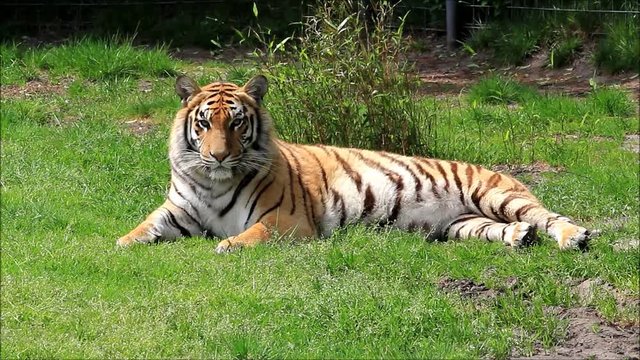 bengal tiger lying on meadow
