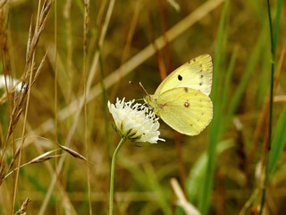 Yellow butterfly on a white flower in the grass on meadow.