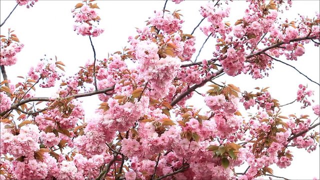 Japanese cherry tree blossoms in spring
 