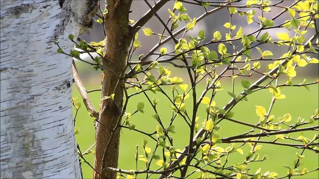 bright green leaves of birch in spring, texture
